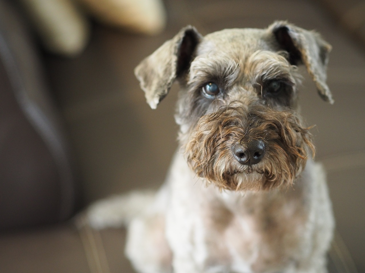 Understanding the Unique Grooming Needs of Poodles